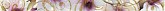 Colorgloss Orchidea